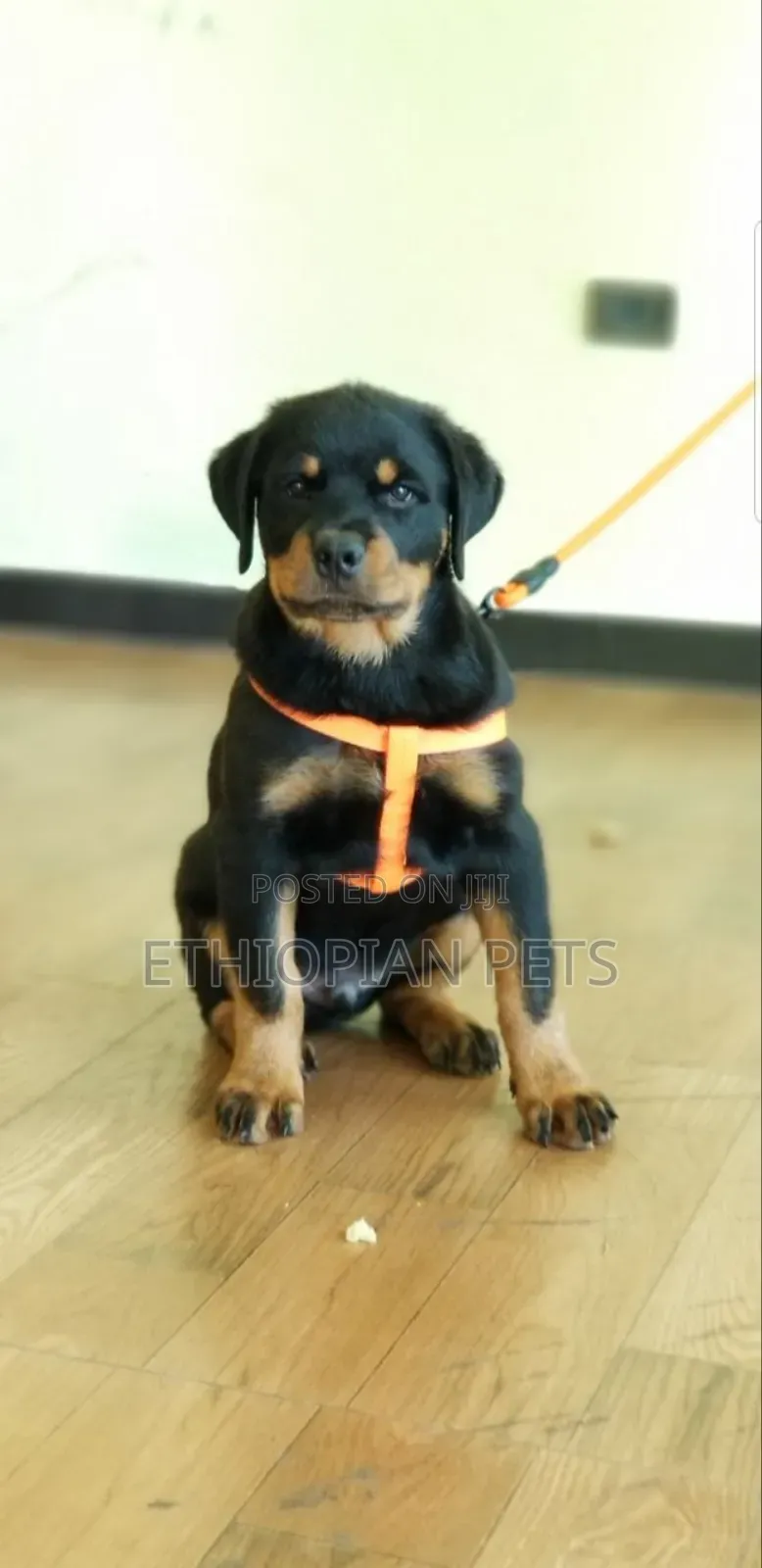 1-3 months Male Purebred Rottweiler