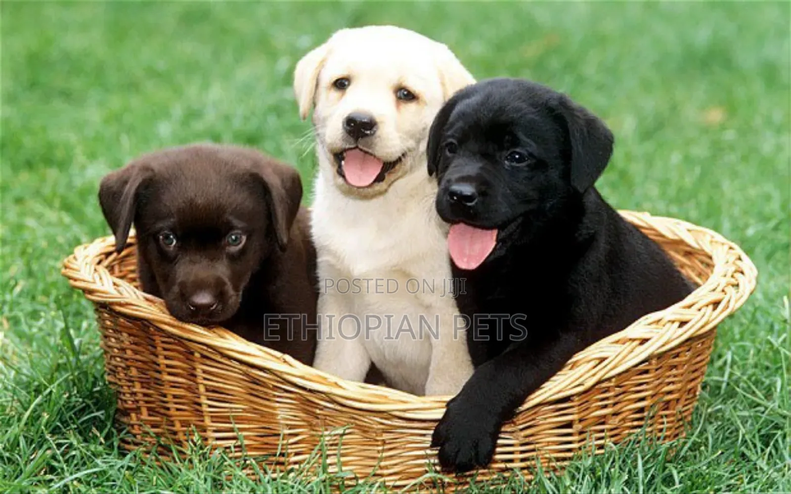 1-3 months Male Purebred Labrador Retriever