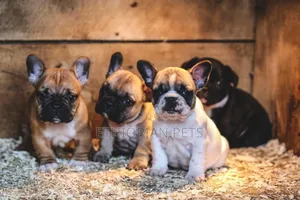 1-3 months Male Purebred French Bulldog