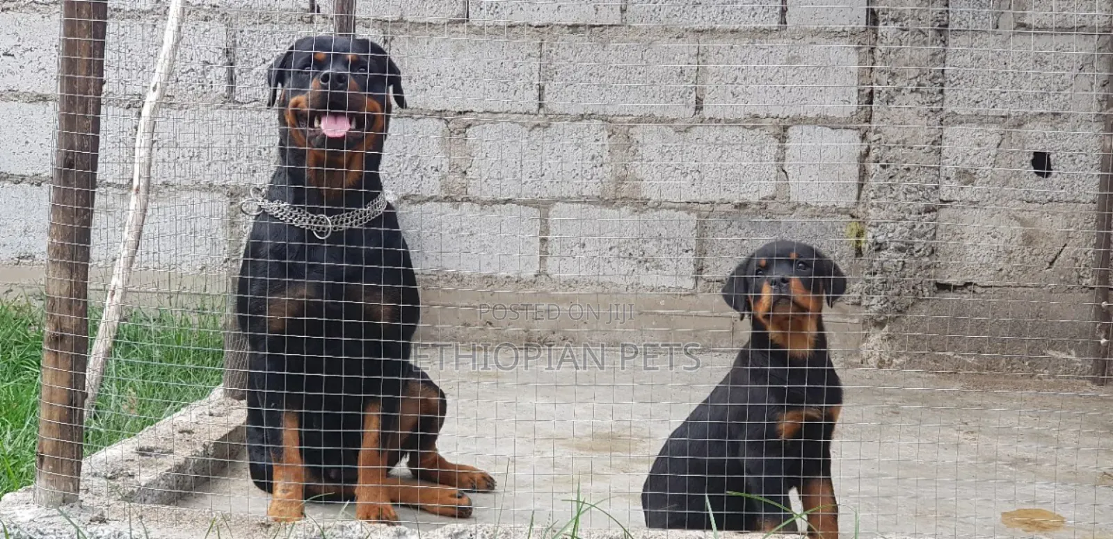 1-3 months Female Purebred Rottweiler