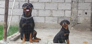 1-3 months Female Purebred Rottweiler