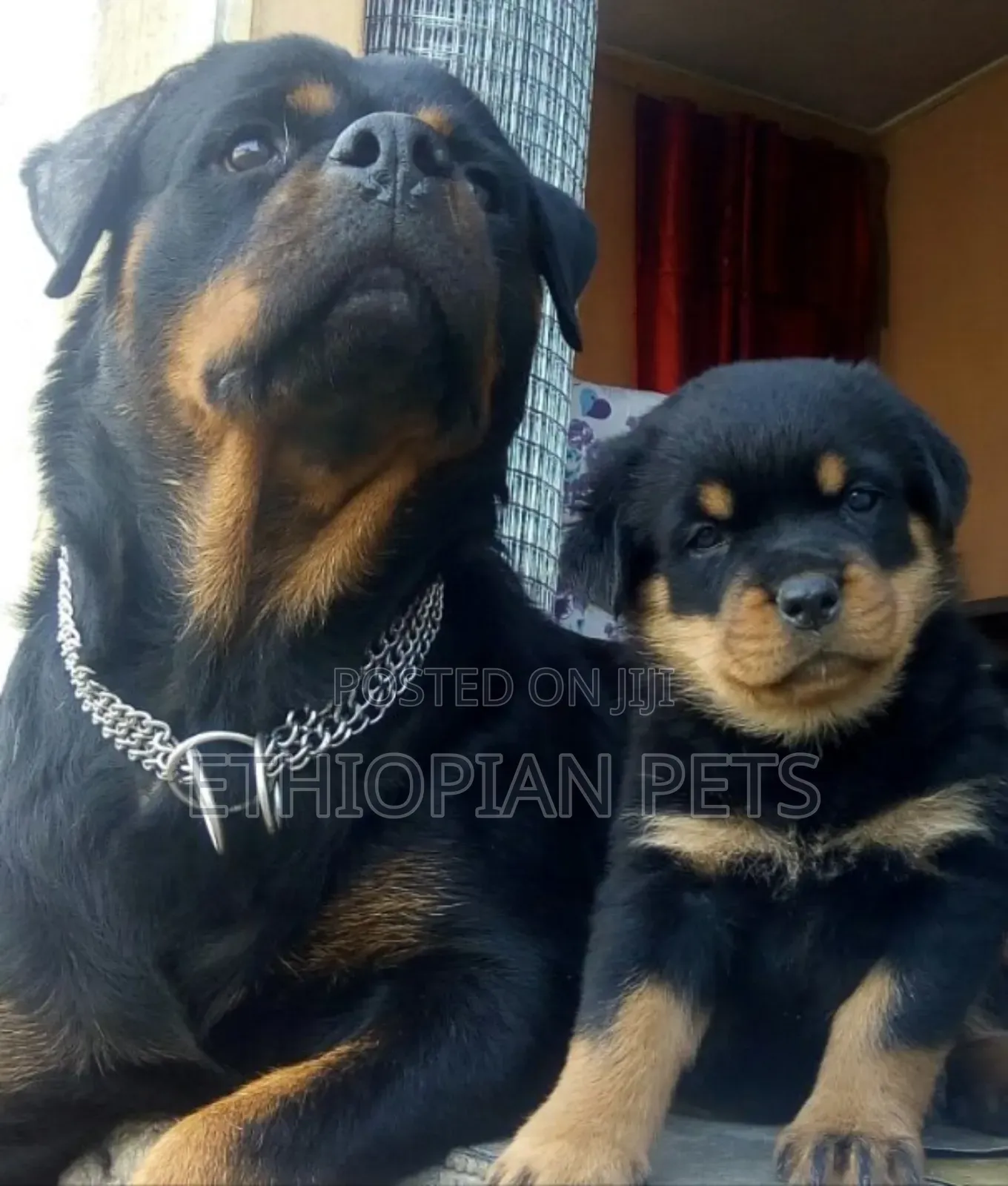 1-3 months Male Purebred Rottweiler