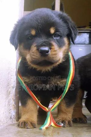 1-3 months Male Purebred Rottweiler