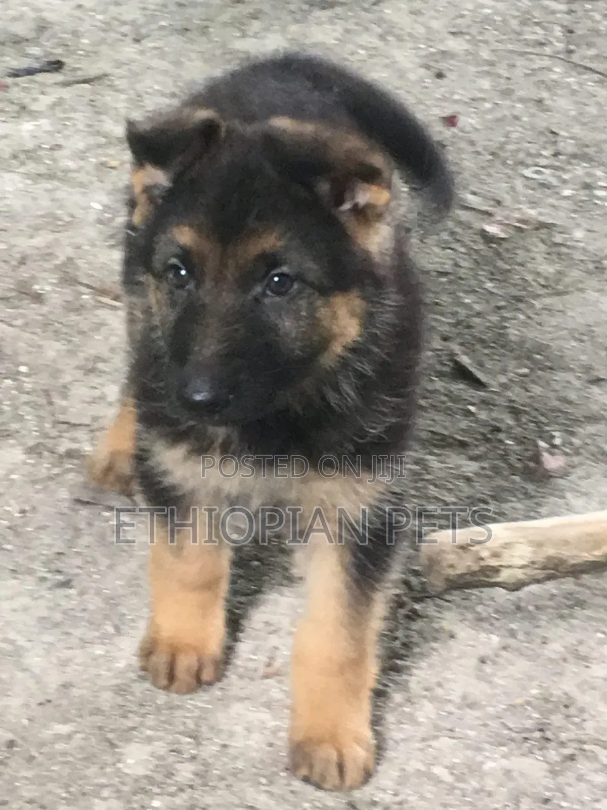 1-3 months Male Purebred German Shepherd