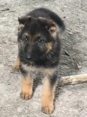 1-3 months Male Purebred German Shepherd