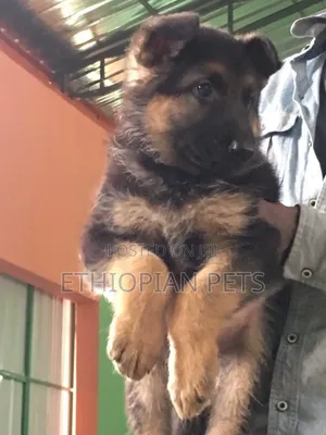 1-3 months Male Purebred German Shepherd