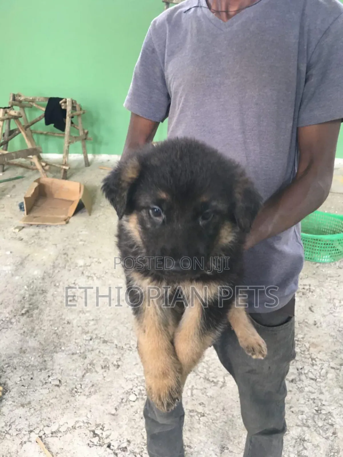 1-3 months Male Purebred German Shepherd