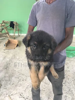 1-3 months Male Purebred German Shepherd