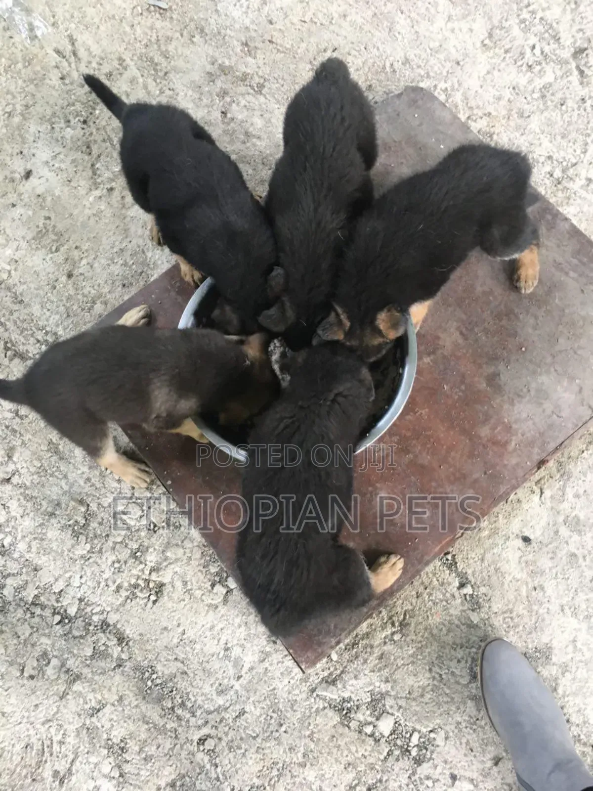 1-3 months Male Purebred German Shepherd