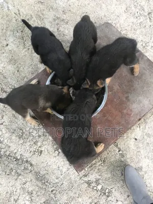 1-3 months Male Purebred German Shepherd