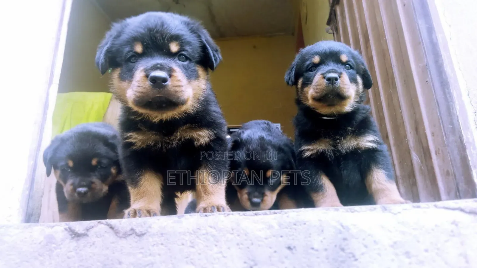1-3 months Female Purebred Rottweiler