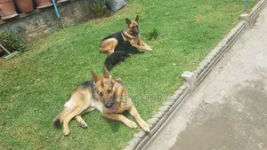 1-3 months Male Purebred German Shepherd
