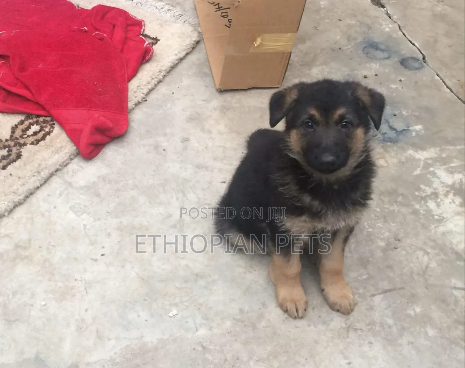 1-3 months Male Purebred German Shepherd
