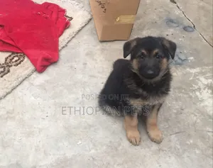 1-3 months Male Purebred German Shepherd