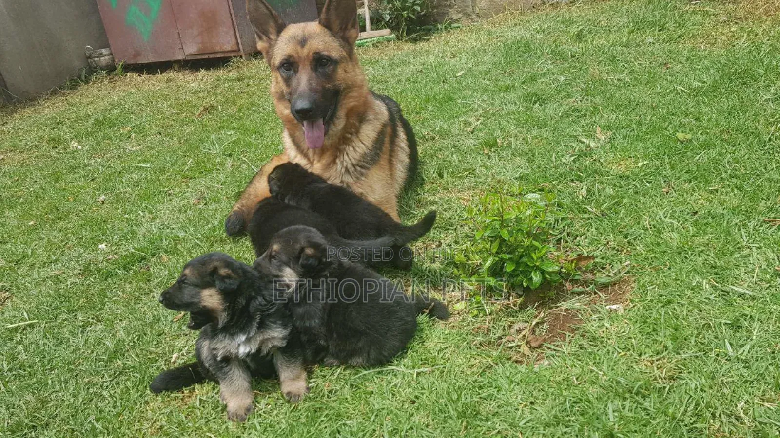 1-3 months Male Purebred German Shepherd