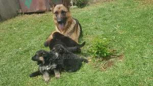 1-3 months Male Purebred German Shepherd