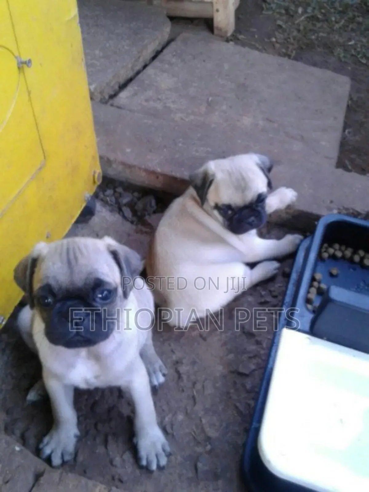 1-3 months Male Purebred Pug