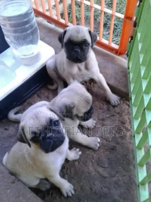 1-3 months Male Purebred Pug