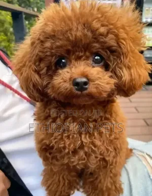 1-3 months Male Purebred Poodle