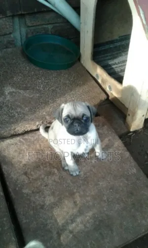 1-3 months Male Purebred Pug