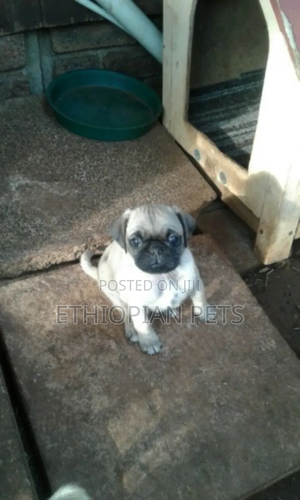 1-3 months Male Purebred Pug