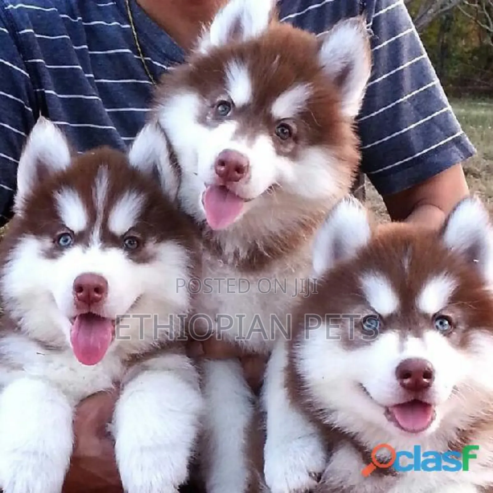 1-3 months Male Purebred Siberian Husky