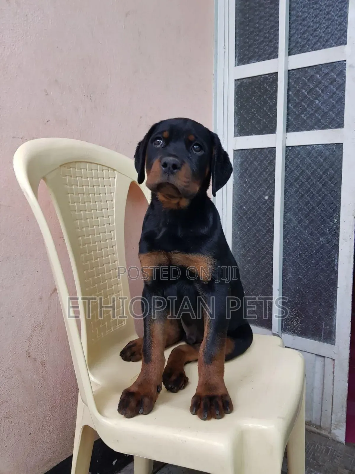 1-3 months Male Purebred Rottweiler