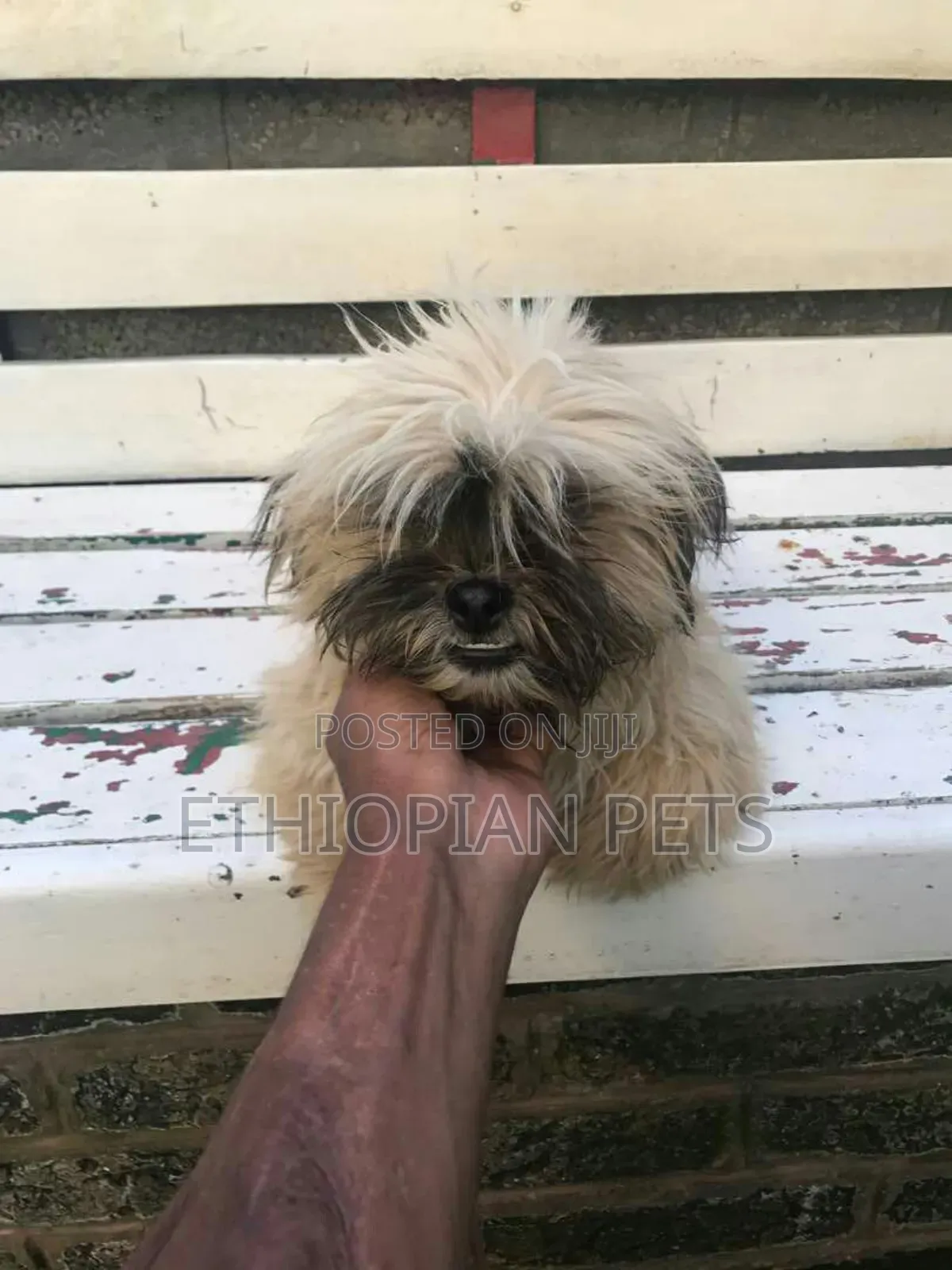 1-3 months Male Purebred Maltese Shih Tzu