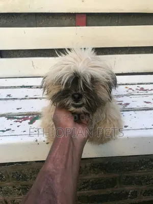 1-3 months Male Purebred Maltese Shih Tzu