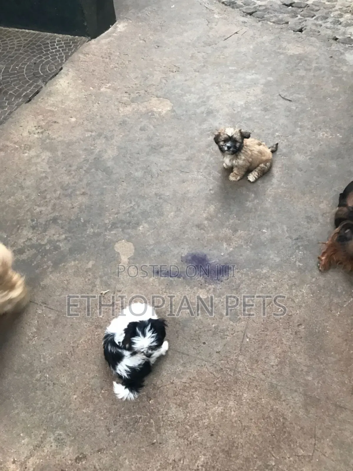 1-3 months Male Purebred Maltese Shih Tzu
