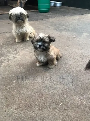 1-3 months Male Purebred Maltese Shih Tzu