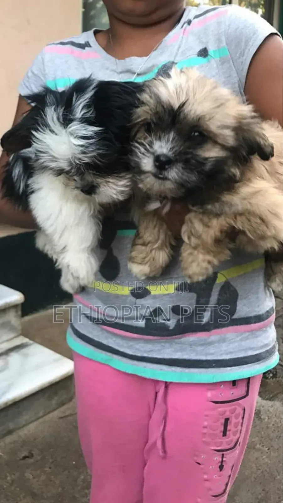 1-3 months Male Purebred Maltese Shih Tzu