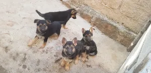 3-6 months Male Purebred German Shepherd