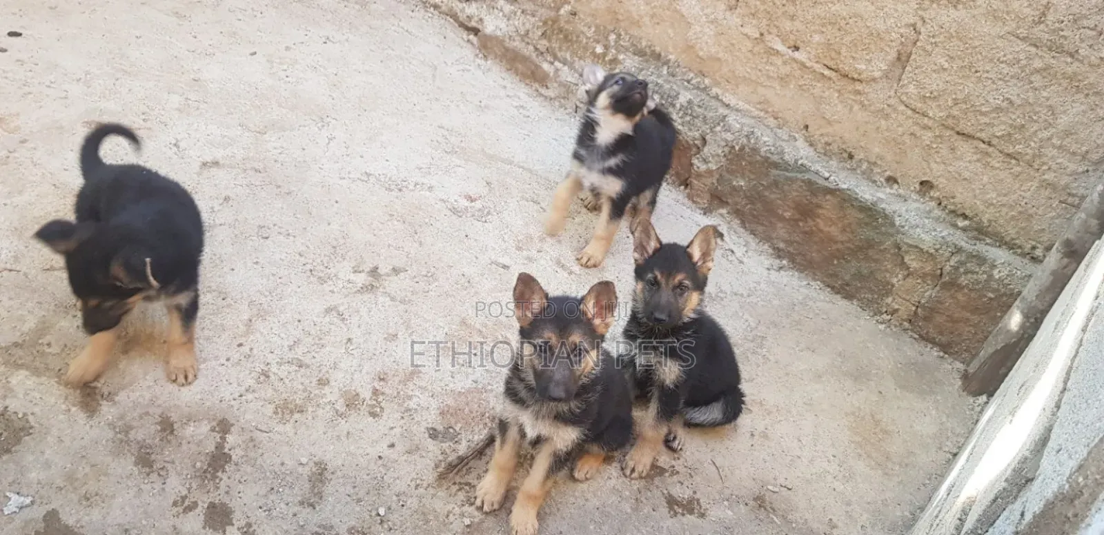 3-6 months Male Purebred German Shepherd