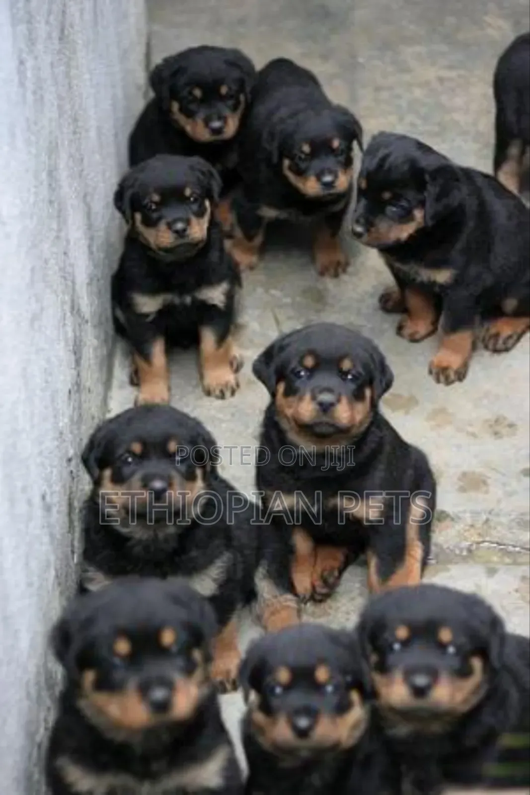 1-3 months Male Purebred Rottweiler