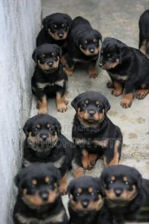 1-3 months Male Purebred Rottweiler