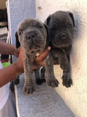 1-3 months Male Purebred Mastiff