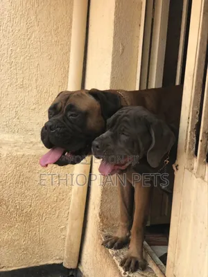 1-3 months Male Purebred Mastiff