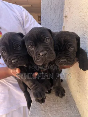 1-3 months Male Purebred Mastiff