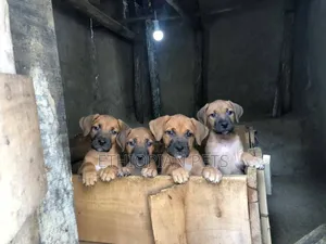 1-3 months Male Purebred Presa Canario