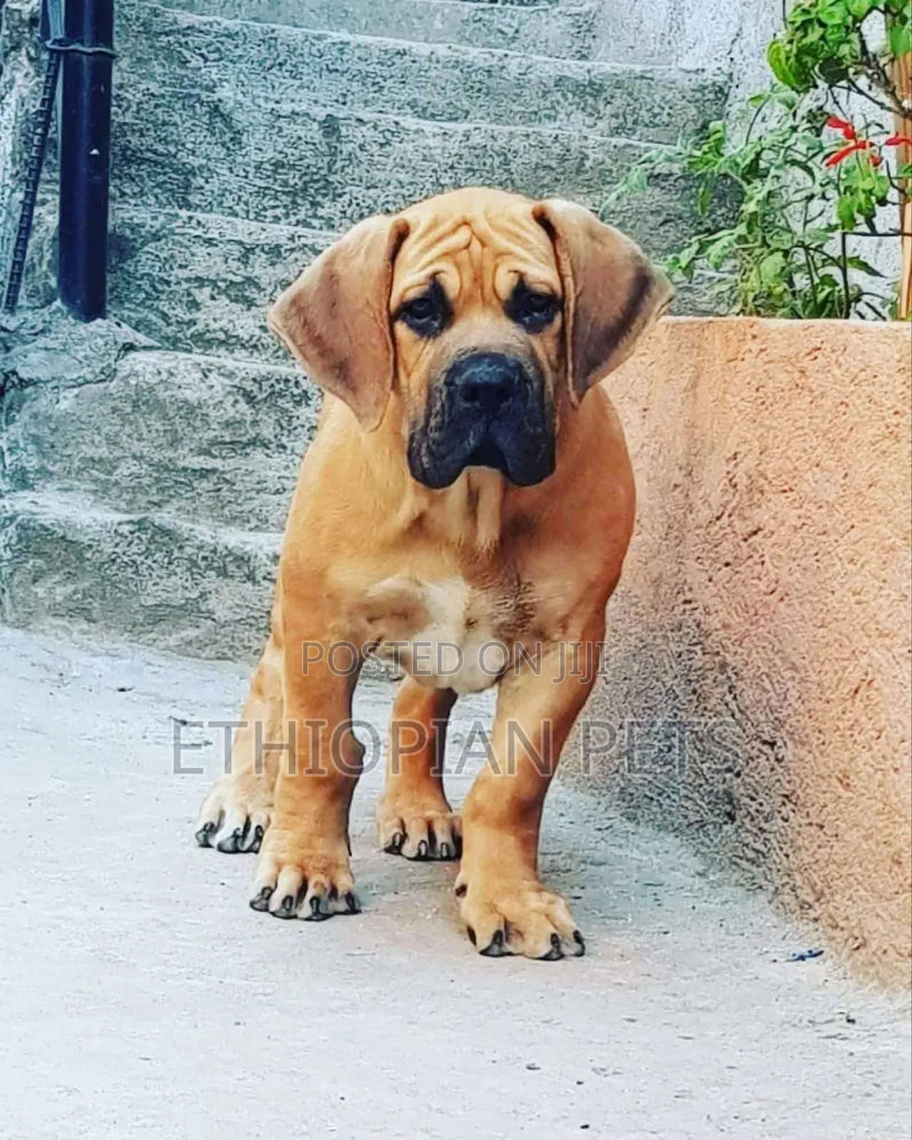 1-3 months Male Purebred Boerboel