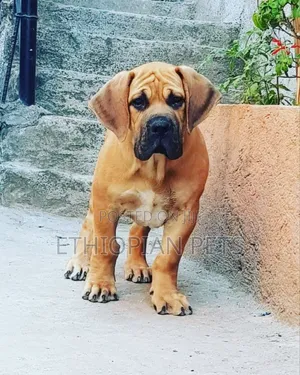 1-3 months Male Purebred Boerboel