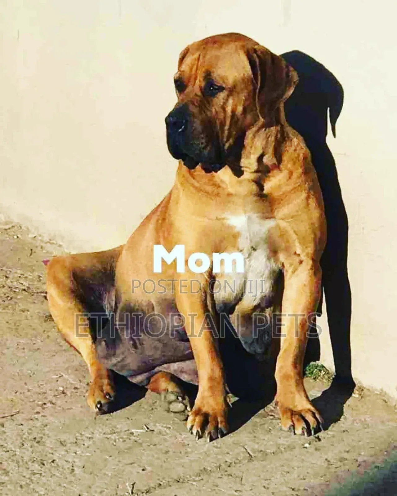 1-3 months Male Purebred Boerboel