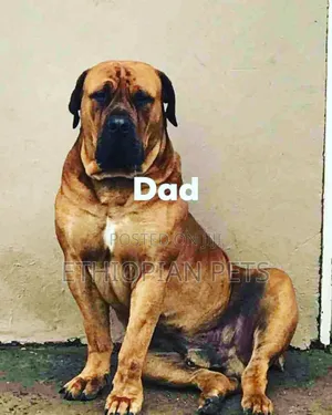 1-3 months Male Purebred Boerboel