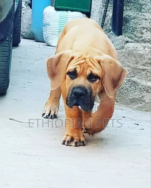 1-3 months Male Purebred Boerboel
