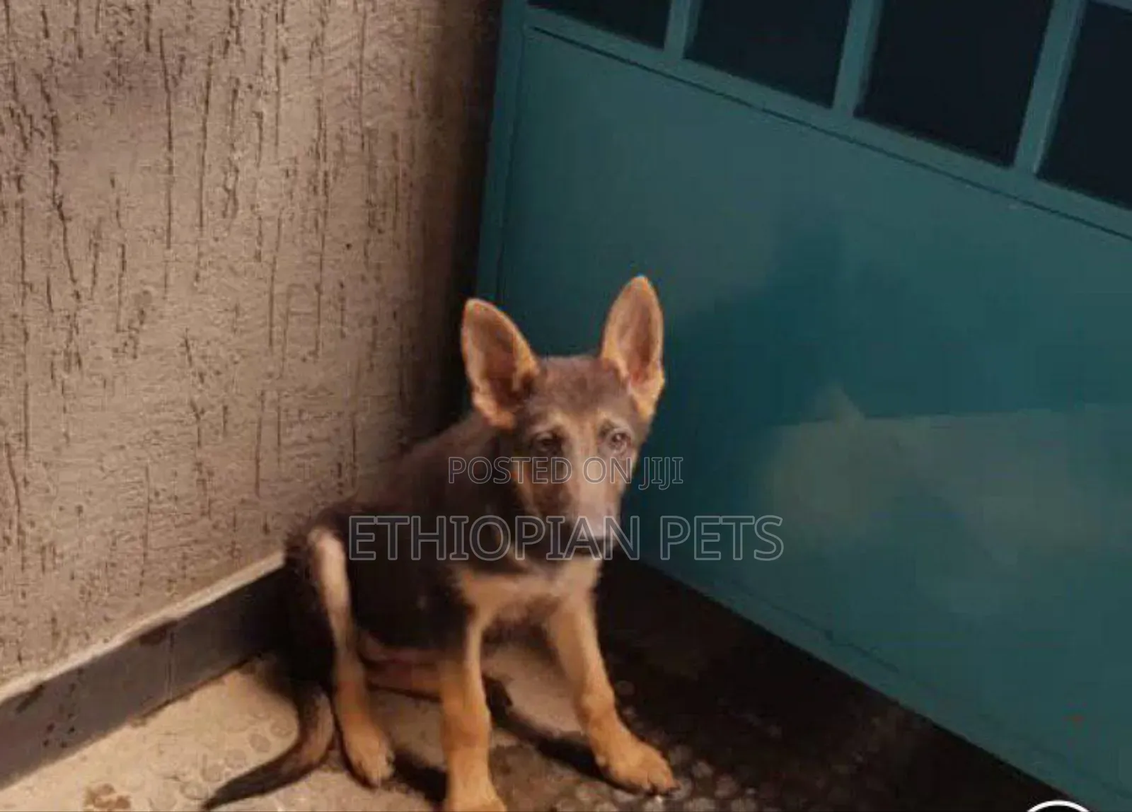 1-3 months Male Purebred German Shepherd