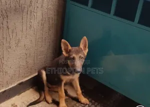 1-3 months Male Purebred German Shepherd