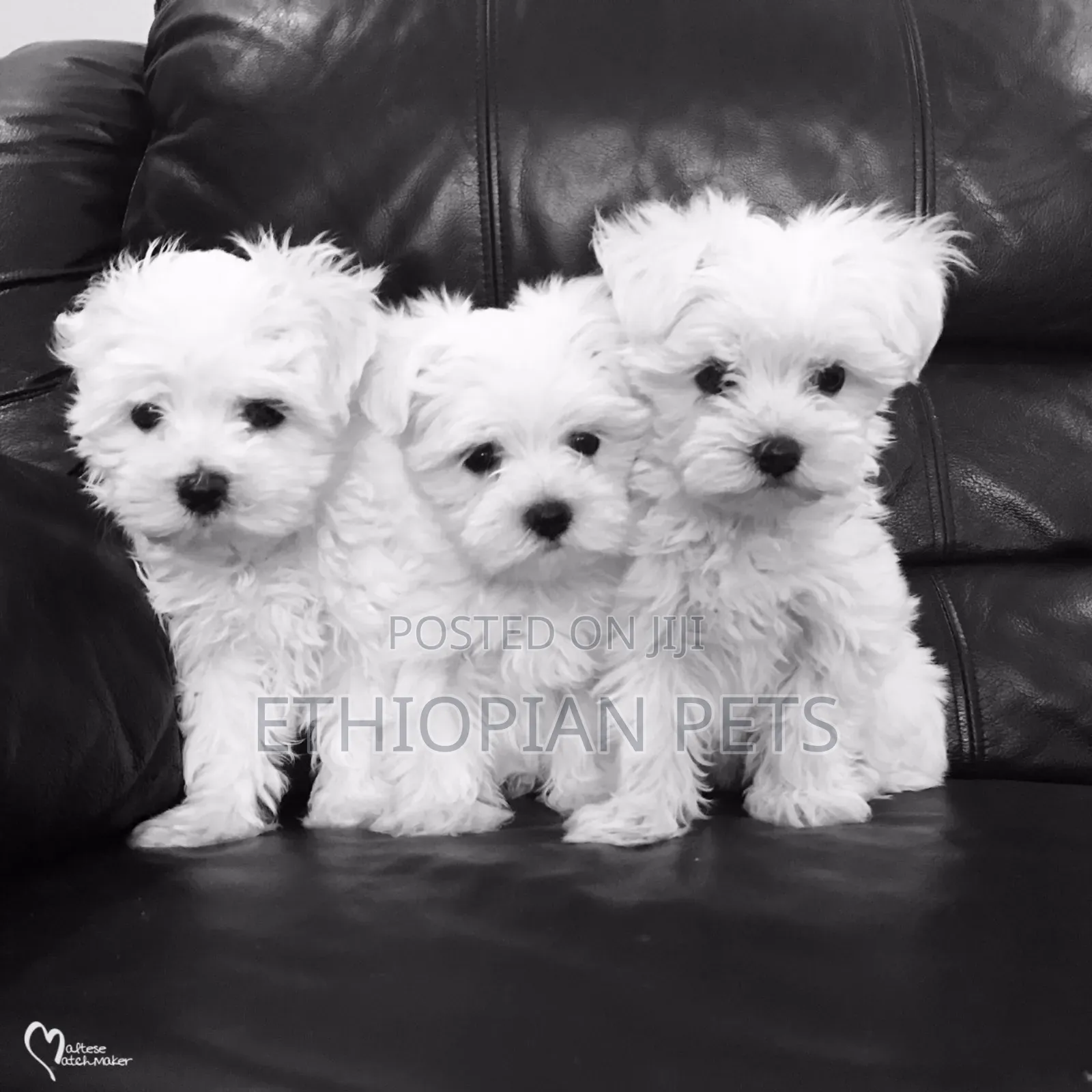 1-3 months Male Purebred Maltese