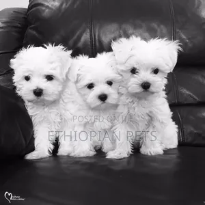 1-3 months Male Purebred Maltese