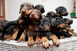 1-3 months Male Purebred Doberman Pinscher